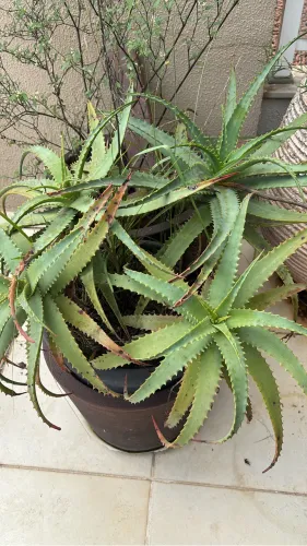Doação Plantas sem o vaso 