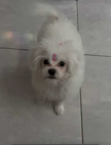 Lhasa apso 6 meses