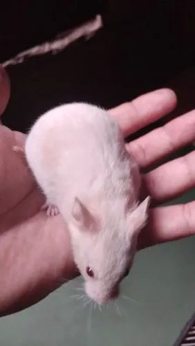 Hamster sírio disponível