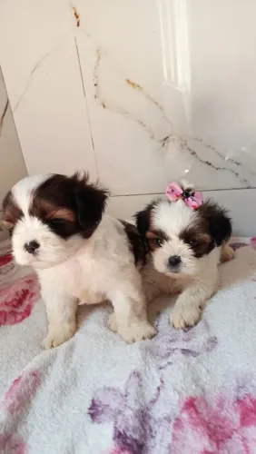 Vendo esses lindos filhote de shih Tzu pai e mãe bem pequenininho