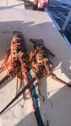 Frutos do mar - Crustáceos e moluscos 