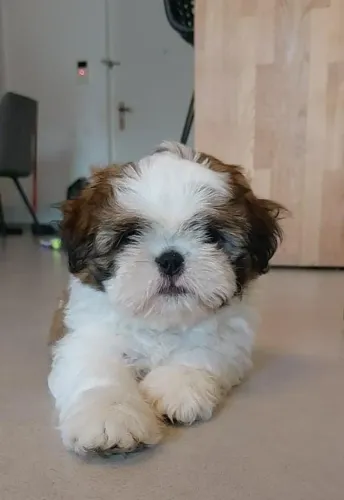 Shih Tzu Um presente que conquista crianças e adultos