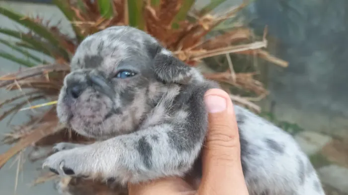 Bulldog francês macho Blue merle