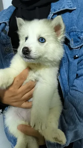 Filhotes de Husky Siberiano