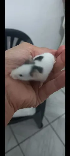 Vendo 3 topolinos