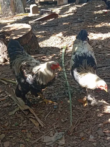 Frangos Brahma Dark