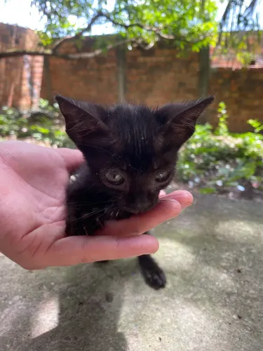 GATO FÊMEA 