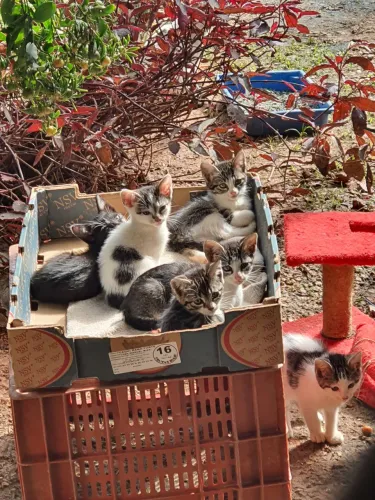 Gatos para doação (leia a descrição)