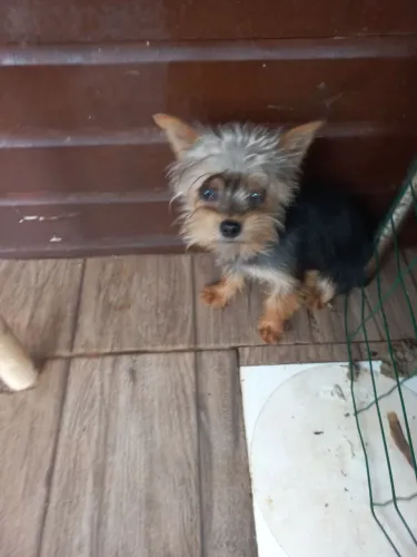Vendo yorkshire terrier com 7 meses todas as.vacinas importada dócil se adapta com outros