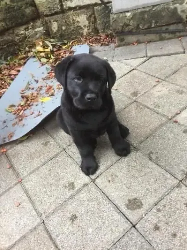 Labrador preto disponível 