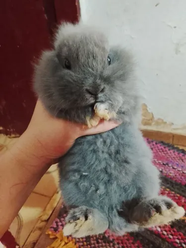 Coelho bebê 