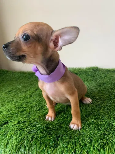 FILHOTES DE PINSCHER