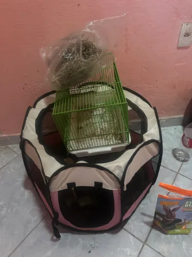 Animais domésticos