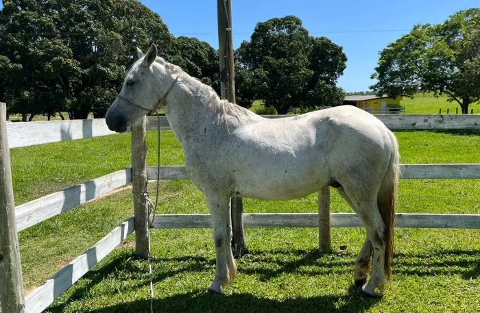 Cavalo