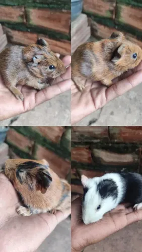 Porquinhos da índia 