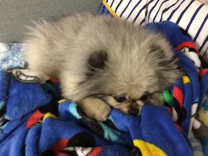 Lulu da Pomerânia ursinho 