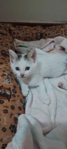 Gato macho