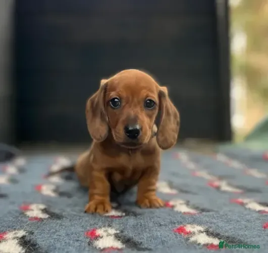 Cachorro filhote Teckel/Dachshund/Salsicha/Salsichinha/Basset/Cofap atentos e curiosos
