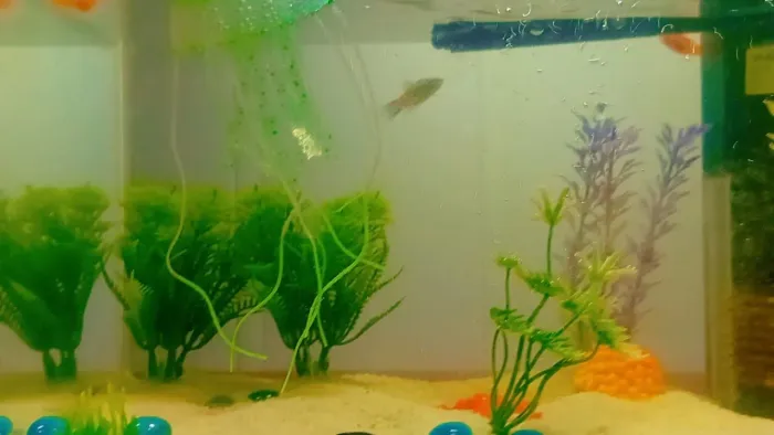 Aquario