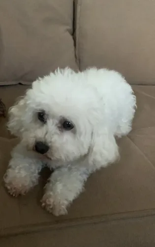 Vendo Poodle