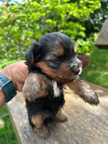Yorkshire Terrier Mini Macho e Fêmea 
