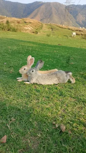 Coelhos raça Rex