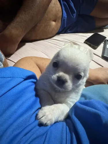 Cachorro