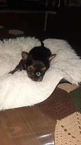 Tenho um machinho disponível de Yorkshire
