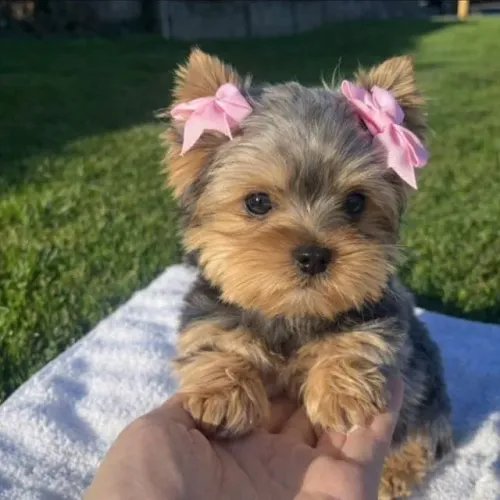 Yorkshire Terrier "Meu tamanho nunca define meus sonhos."