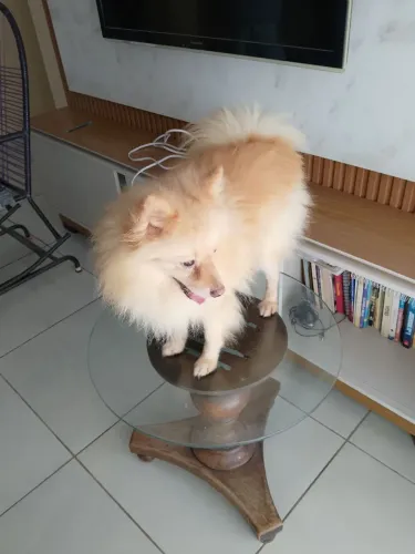 Spitz macho