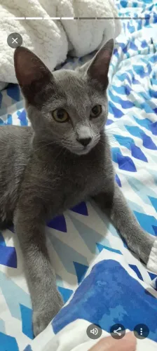 Gato cinza SRD