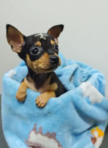 Pinscher miniatura 