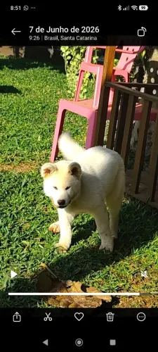 Filhote Akita Inu