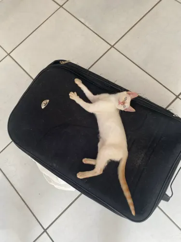 GATINHO PARA DOAÇÃO 