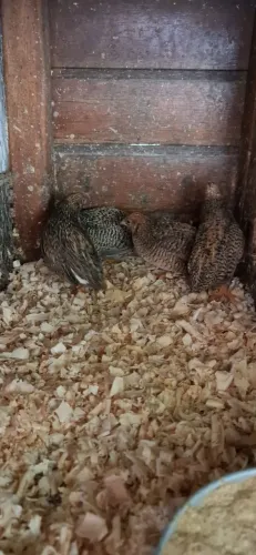 Mini codornas chinesas