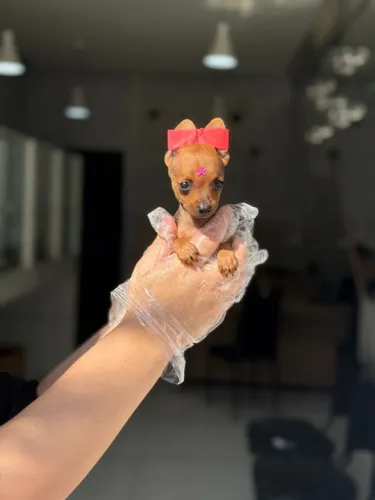 Princesinha de Pinscher Miniatura cheia de charme!