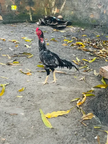 Vende-se frango