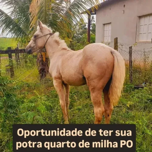 Potra quarto de milha QM