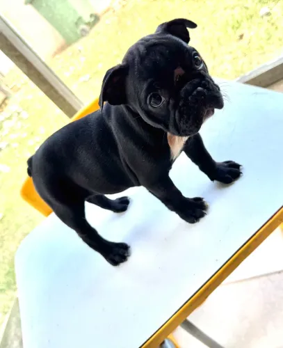 Buldogue francês fêmea