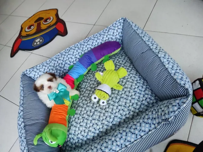 Bebes de shitzu par apartamento pequeno porte
