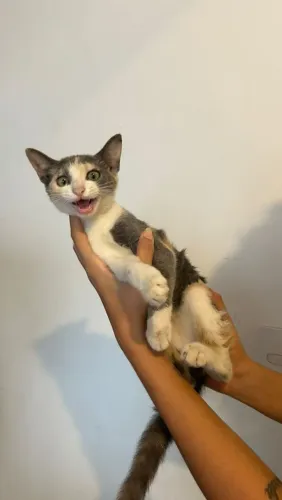 Gatinha Tricolor (cinza, laranja e branca) - 3 meses - ADOÇÃO RESPONSÁVEL 