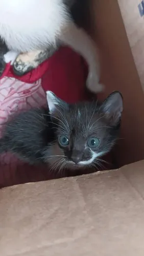 Doação de gatinhos