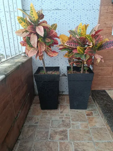 Plantas