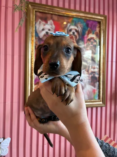 Dachshund Arlequim dourado 