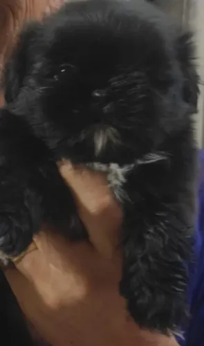Shih Tzu para quem busca um cão compacto