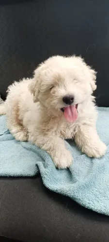 Poodle macho 3 meses 800,00