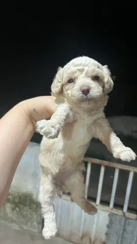 Filhotes de poodle toy