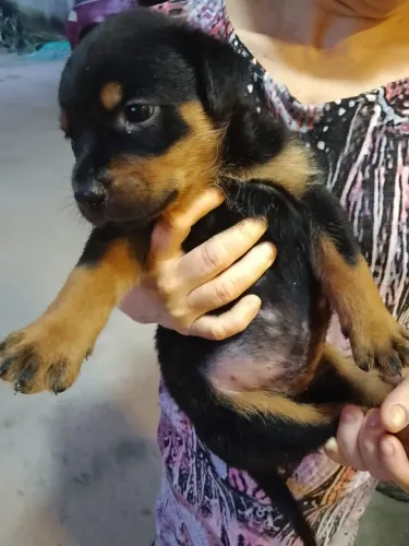 Filhotes de cachorro Rottweiler 45 Dias