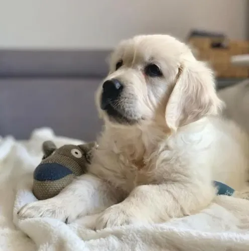 Filhotes de Golden Retriever | Um amigo pronto para fazer parte da sua rotina.