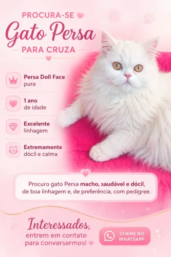 Procuro namorado Persa